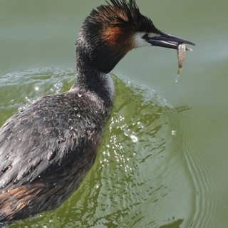 Wararka Raadiyaha Iswiidhen