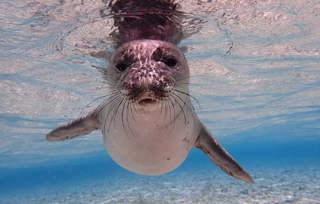 Hawaiian Monk Seals: Hope for Hawaii’s Rarest Seal (Classic)