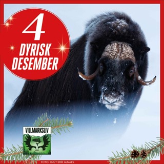 Dyrisk Desember 4: Moskus – urokse med kort lunte