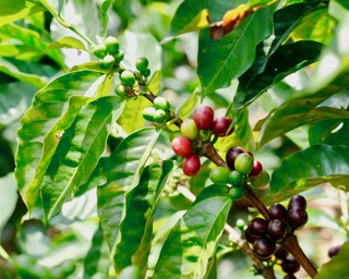 Audio Article: Coffee Fermentation