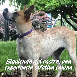 T1 I E13 Siguiendo el rastro: una experiencia olfativa perruna