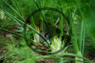 Ep. 191 Herbal Spotlight: Wild Medicinal Plants to Forage