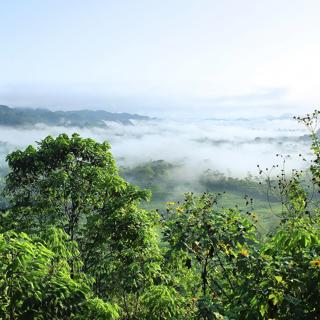 Language loss and medicinal plant knowledge