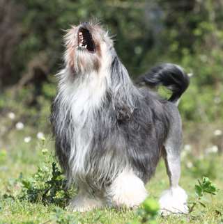 Rasspecial Larmhundar