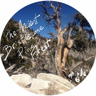 "California's What?" S1E6: The Ancient Bristlecone Pine Forest with retired Ranger Lauren Hollen