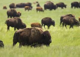 Ep. 113 Bison Ranching