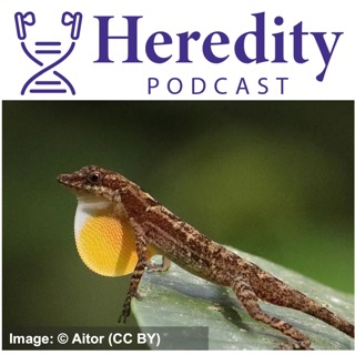 Colourful signals in Anolis lizards