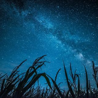 Gentle Crickets and Wind - 10 Hours Sleep Sound