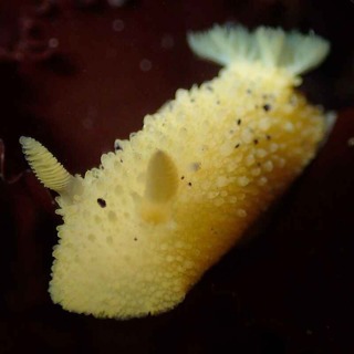 Facts: The Monterey Sea Lemon