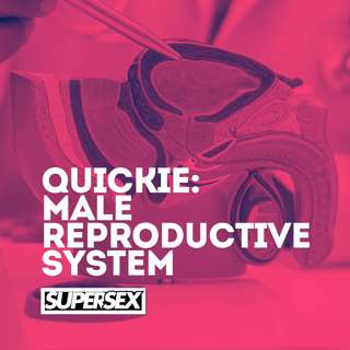 Quickie: The Male Reproductive System Explained