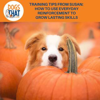 Training Tips From Susan: How To Use Everyday Reinforcement To Grow Lasting Skills