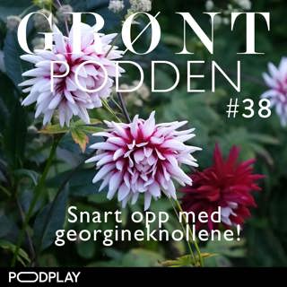 #38 Snart opp med georgineknollene!
