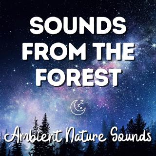 Deep Forest Sounds for Sleep