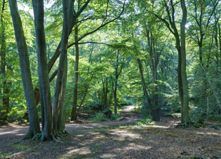 Ep. 418 - Epping Forest