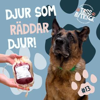 Blodgivning - djur som räddar djur