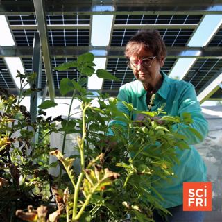 The Growing Experiment Of Putting Solar Panels On Farmland