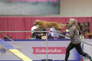 317: 2022 AKC Agility Invitational Wrap Up with Jane Bronson