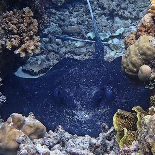 Facts: The Mangrove Whipray