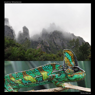 91: Veiled Chameleon Lighting