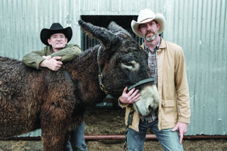 Audio Article: Poitou Donkeys