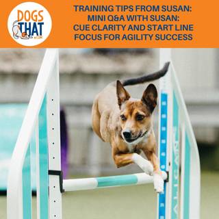 Training Tips From Susan: Mini Q&A With Susan: Cue Clarity And Start-Line Focus For Agility Success