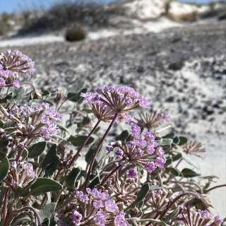 Ep. 21: Spring New Mexico Botanical Roadtrip Part 1