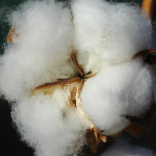 Unraveling the mechanisms of producing high quality cotton