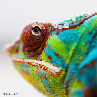 Chameleon Photography with Briana O'Brien