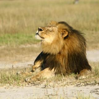 On the trail with the hunters who believe shooting big game can save Africa’s wildlife