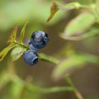 Wararka maanta ee Raadiyaha Iswiidhen