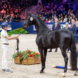 Avsnitt 64. Gustaf har varit på hingstpremiering i Holland och Bettan har trillat av sin nya häst!