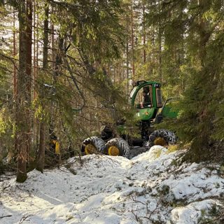 Gallra rätt