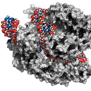 CRISPR use in agriculture: Part 2