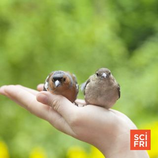 Expanding Our Umwelt: Understanding Animal Experiences