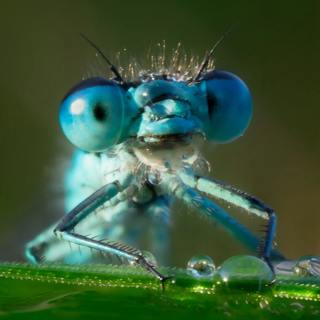 Why do we need bugs?
