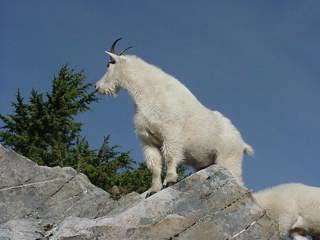 Life on the Edge: The Mountain Goat (Classic)