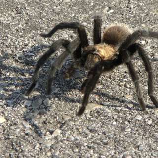 Don't call it a 'migration,' Colorado's tarantulas go on walkabouts (ENCORE EPISODE)