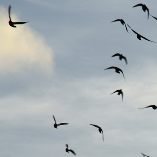 37 - Dogen's Genjokoan Part 3: Seeking, Self, and the Matter of Life-and-Death