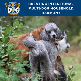 Creating Intentional Multi-Dog Household Harmony #14