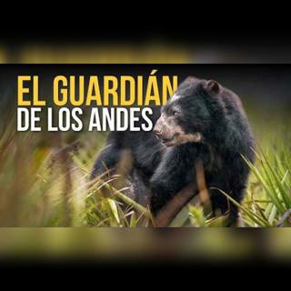 El oso andino que podría desaparecer y el encuentro más INESPERADO del mundo