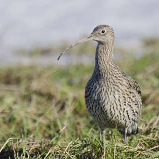 Storspovarna drar söderut, gullpudra
och kattfot blommar i Hälsingland