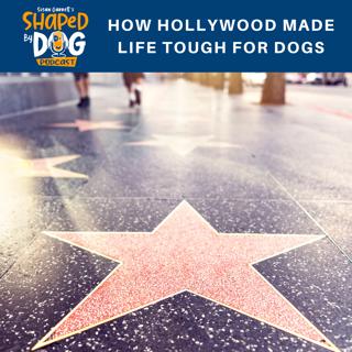 How Hollywood Made Life Tough For Dogs #3