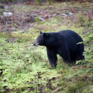 Black bears break into Jackson Hole shed, one euthanized, one captured and released