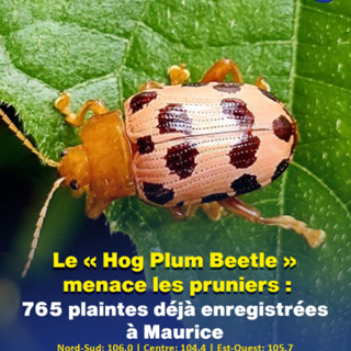 Le « Hog Plum Beetle » menace les pruniers : 765 plaintes déjà enregistrées à Maurice