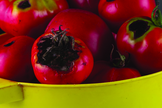 Audio Article: How to Prevent Common Tomato Diseases