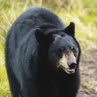 Episode 373: The Bear Attack on Allena Hansen