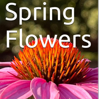 Spring Flowers Volume 93 Decorative by Daniel Lucas