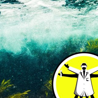 Capturing Carbon: Beyond Woodland