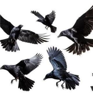 Out Climb Crows With A Teflon Mindset