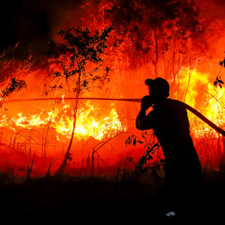 Wildfires, gene-edited bananas, and male self-confidence